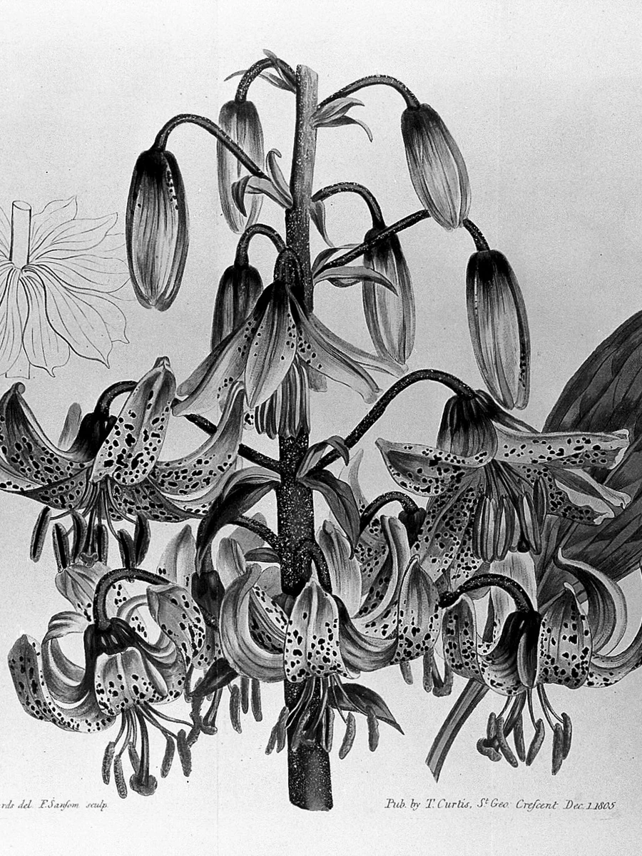 Monochrome botanical plate of lilies cascading from a tall stem