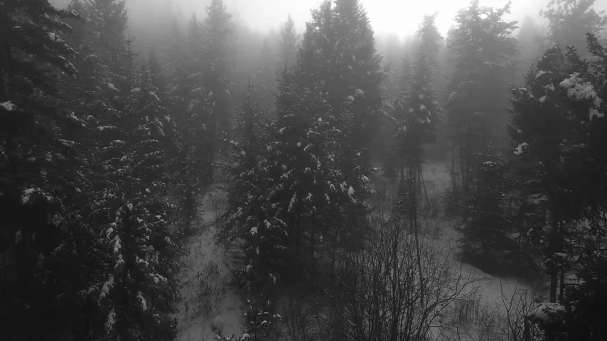 Aerial view of a dark conifer forest dissolving into fog